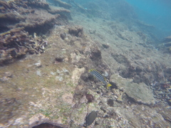 Plectorhinchus vittatus