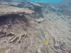 Plectorhinchus vittatus