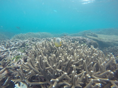 Chaetodon trifasciatus