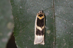 Antaeotricha renselariana