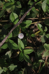 Spilanthes urens