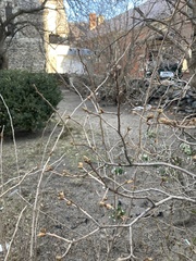 Magnoliopsida