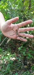 Nephila cornuta