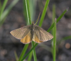 Lythria cruentaria