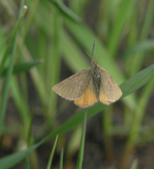 Lythria cruentaria