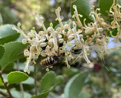 Brontocoris nigrolimbatus