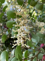 Brontocoris nigrolimbatus