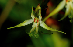 Habenaria nyikana