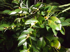 Breynia fruticosa