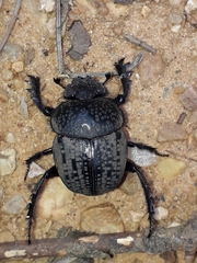 Scarabaeus cicatricosus