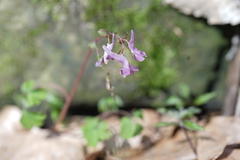 Corydalis caucasica