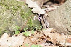 Corydalis caucasica