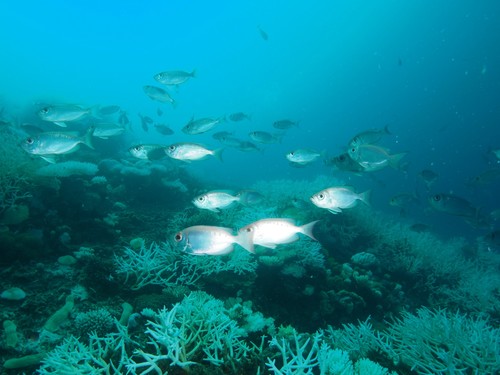 Crescent-tail Bigeye — seen at this dive site