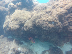 Sargocentron spiniferum