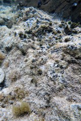 Lepidoblennius marmoratus
