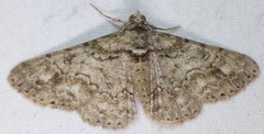 Cleora sublunaria