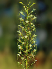 Habenaria nyikana