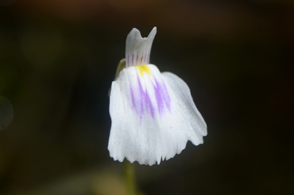 Utricularia hamata R.W.Jobson & M.D.Barrett