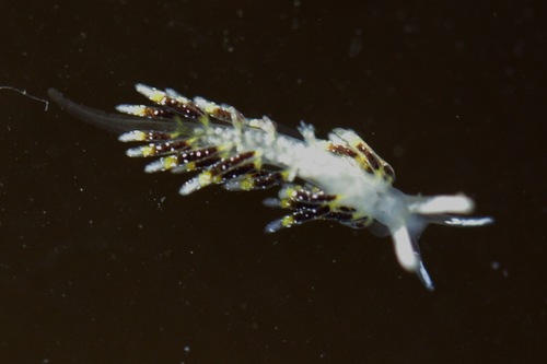 Tenellia fulgens
