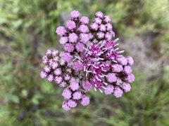 Gyptis