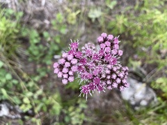 Gyptis