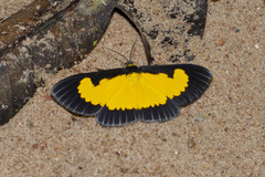 Xanthyris flaveolata