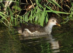 Gallinula chloropus