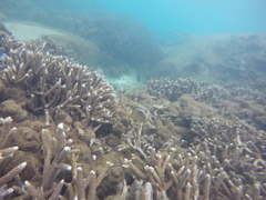 Chaetodon trifasciatus