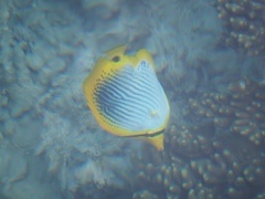 Chaetodon ocellicaudus