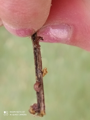 Puccinia malvacearum