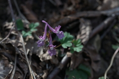 Corydalis caucasica