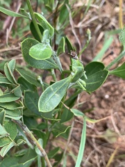Osteospermum moniliferum septentrionale