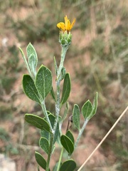Osteospermum moniliferum septentrionale