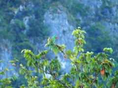 Tanygnathus megalorynchos