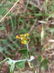 Osteospermum moniliferum septentrionale