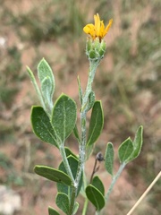 Osteospermum moniliferum septentrionale