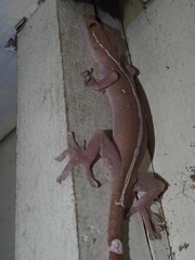 Gekko vittatus
