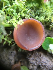 Dumontinia tuberosa