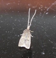 Lecithocera imprudens