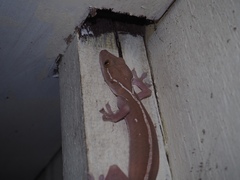 Gekko vittatus