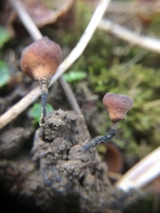 Dumontinia tuberosa