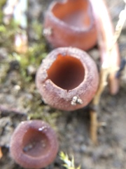 Dumontinia tuberosa