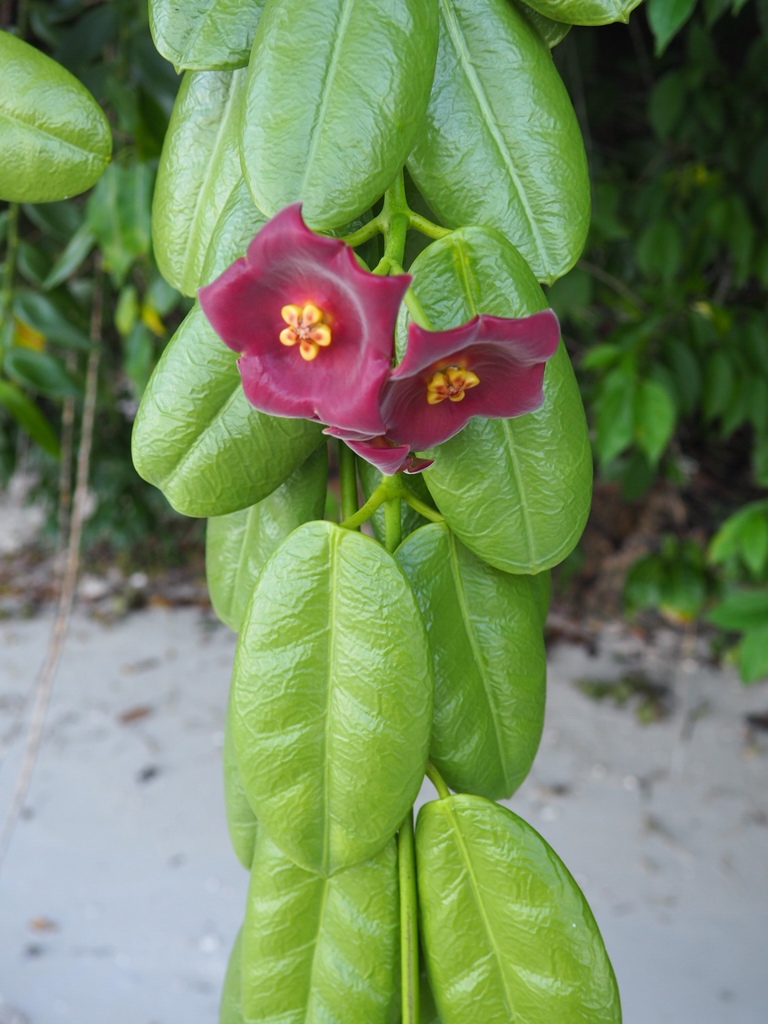 Milkweeds from maluku tengah id ma id on november 3 2017 at 08 26 am