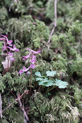 Corydalis caucasica