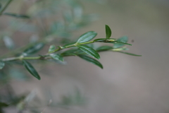 Buxus colchica