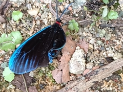 Pompelon marginata