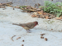 Haemorhous mexicanus