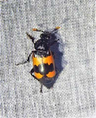 Nicrophorus olidus