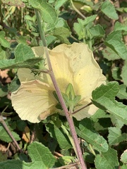 Hibiscus altissimus