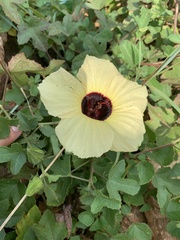 Hibiscus altissimus